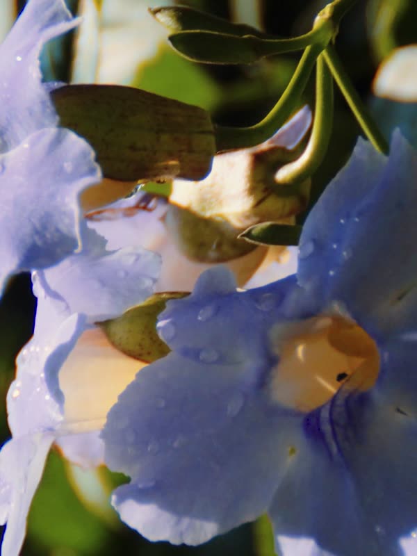 Macro de flores silvestres com gotas de orvalho